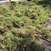 Cutout Old Grass Remove Old Grass